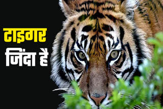 Tiger Senses Report 9 april tiger state mp