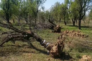 بادام کے باغات میں اینٹ بھٹہ قائم کرنے پر کسان برہم