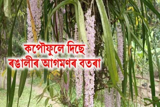 foxtail orchid of assam