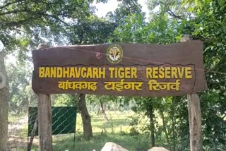 bandhavgarh tiger reserve well animal bones found