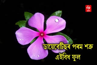 Sadabahar Astounding Health Benefits Of The Beautiful Periwinkle Flower