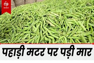 green peas price in himachal sabji mandi