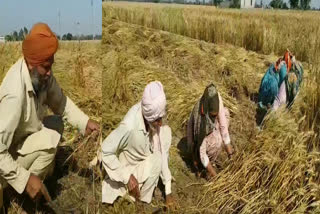 Crop Wheat Cutting in Mansa : The work of manual wheat cutting in Mansa district is in full swing, the laborers are also happy.