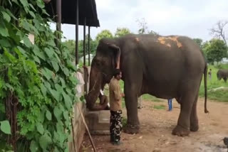 Worlds oldest elephant in India Vatsala