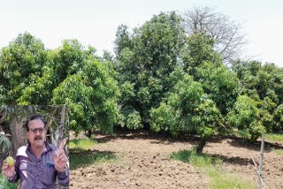 farmers-in-mango-this-year-too-have-been-affected-by-unseasonal-rain-demand-that-the-government-fix-the-price-of-mangoes