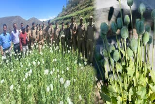 Tehri Opium Farming