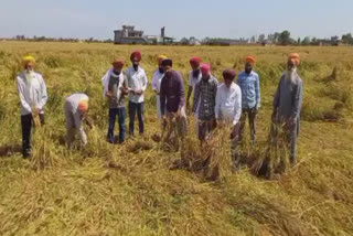 Farmers upset over lack of wheat distribution in Gurdaspur