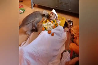 Monkey paid last respects by kissing man who used to feed bananas every day