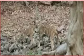 Tadoba Tigress Injured