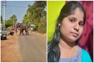 wild elephant attack in davanagere