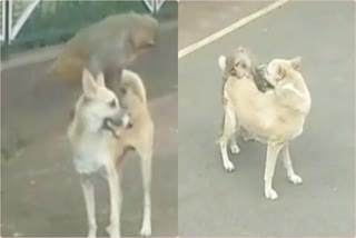 monkey dog friendship famous in khargone