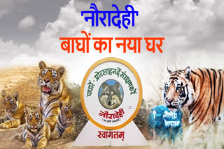 global tiger alliance against poaching
