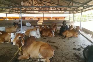 Vishnu Hebbar and family  Gokulam in Kasaragod  Gokulam in Kasaragod to protect Cows  വിഷ്‌ണുവിന്‍റെ ഗോകുലം  ഗോക്കള്‍ക്ക് ആശ്രമമൊരുക്കി വിഷ്‌ണു  വിഷ്‌ണു ഹെബ്ബാറും കുടുംബവും  പശു പരിപാലനം  ജ്യോതിഷ പണ്ഡിതന്‍  പശു  ഗോകുലം  കാസർകോട്