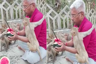 Sunil Dixit feeding watermelons daily to monkeys