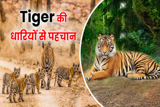 Tiger Census 2023