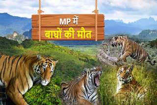 tiger census 2023