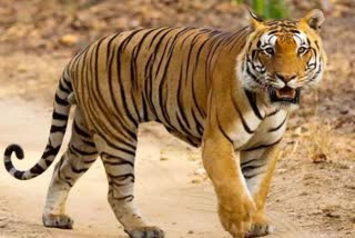 Three tigers are present in Palamu Tiger Reserve  Palamu Tiger Reserve  Jharkhand  Prime Minister Narendra Modi  Tiger Census report  പലാമു കടുവ സങ്കേതത്തില്‍  മൂന്ന് കടുവകളുടെ സാന്നിധ്യം  കടുവ സെൻസസ് റിപ്പോർട്ട്  പ്രധാനമന്ത്രി  പ്രധാനമന്ത്രി നരേന്ദ്രമോദി  കടുവ  പലാമു