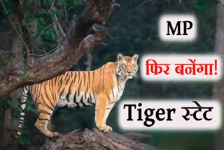 tiger census 2023