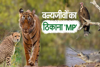 Madhya Pradesh Tiger State