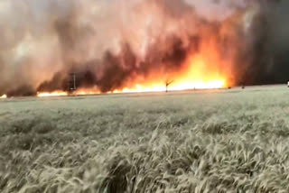 wheat crop caught fire due to lightning in sheopur