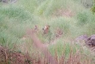 panna tiger reserve 4 cubs video viral