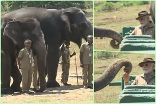 Narendra Modi feeds an elephant