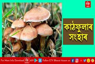 Three dies after eating poisonous mushrooms