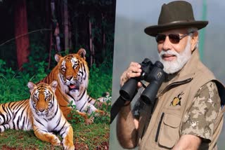 PM Narendra Modi released Tiger census report  Tiger census report  Prime minister Narendra Modi  PM new avatar  Mysore  Bandipur Tiger Reserve  കടുവ സെന്‍സസ് റിപ്പോര്‍ട്ട്  കടുവ സെന്‍സസ് റിപ്പോര്‍ട്ട് പുറത്തിറക്കി  ചടങ്ങിലും പുറത്തും തരംഗമായി മോദി സ്‌റ്റൈല്‍  മോദി സ്‌റ്റൈല്‍  കർണാടകയിലെ മൈസൂരിൽ  കടുവ  പ്രധാനമന്ത്രി  നരേന്ദ്ര മോദി  പ്രോജക്‌ട് ടൈഗർ