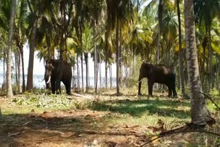 operation-by-sugarbailu-elephants-for-wild-elephant-capture