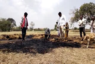 harvested crop caught fire in tikamgarh