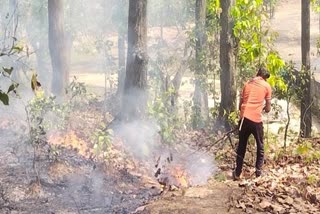 Fire broke out in forests of MCB