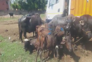 Black trade of cattle fair exposed at Tarn Taran