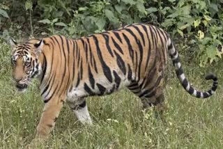 missing tigress T 13 from Ranthambore
