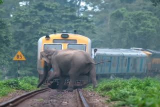 ହାତୀ ମୃତ୍ୟୁ ନେଇ ପୂର୍ବତଟ ରେଳପଥ ସ୍ପଷ୍ଟୀକରଣ