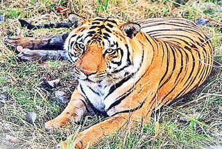 NSTR Tiger Reserve ETV BHARAT