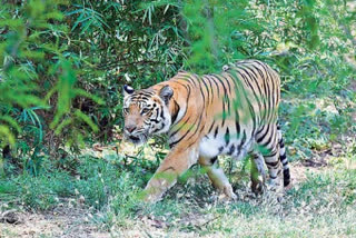 Tigers in telangana state forests