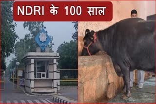 NDRI karnal 100 year