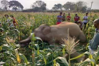Elephant Died In Ranchi