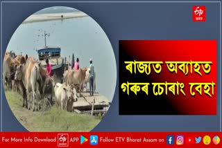 cow smuggling in Majuli