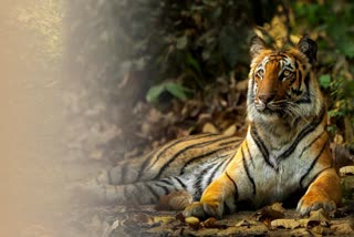 Tigers Increasing Under Tiger Project