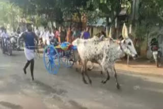 பங்குனி திருவிழாவை முன்னிட்டு மாட்டு வண்டி பந்தயம்… சீறிப்பாய்ந்த காளைகள்