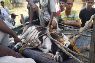 MP Shivpuri Black buck fell in 60 feet deep wel