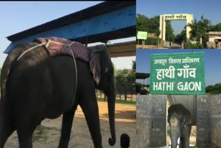 راجستھان میں ملک کا واحد ہاتھی گاوں