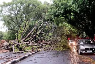 several people lost lives after an old tree fall on a tin Shed in Maharashtra