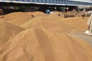 procurement of wheat started in Bhawani grain market