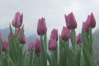 asia-largest-tulip-garden-2-dot-5-lakh-tourists-in-20-days