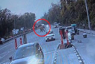 Elephant at Lachhiwala toll plaza