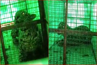Dreaded leopard caught in cage in Karsog