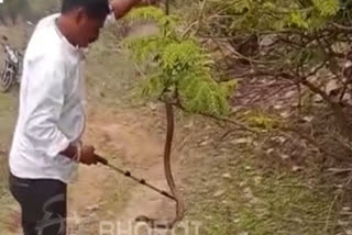 Man dies of Cobra bite while teasing it, video goes viral