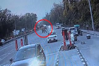 elephant-suddenly-arrived-at-the-lachhiwala-toll-plaza-in-dehradun